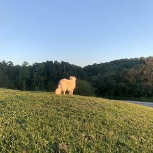 Meet your Posher, Mack